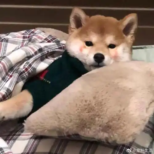 汪星人#圣诞限定|来看柴犬头像!