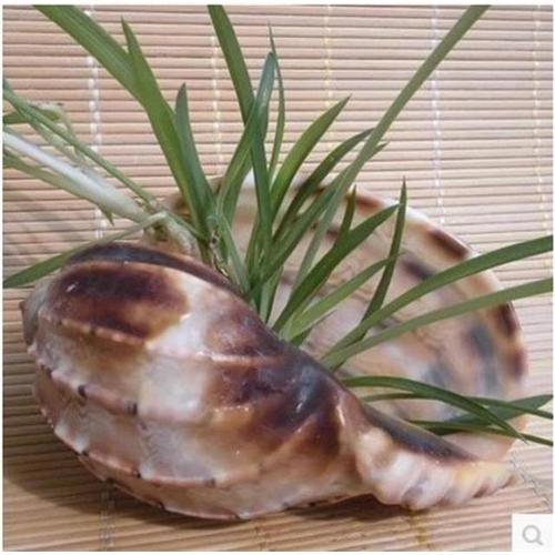 大杨桃螺 天然珍稀贝壳 海螺贝壳 水瓶座吉祥物海洋螺贝收藏标本