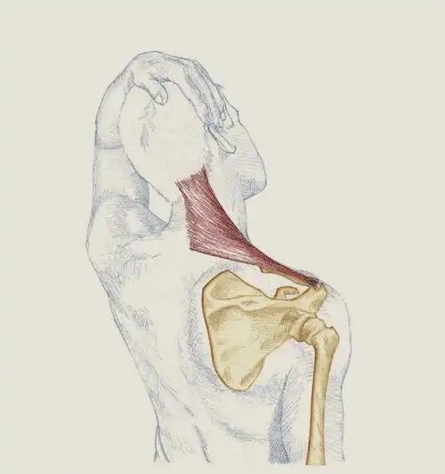 如何拉伸上斜方肌71