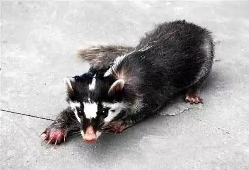 白面狸又称玉面狸