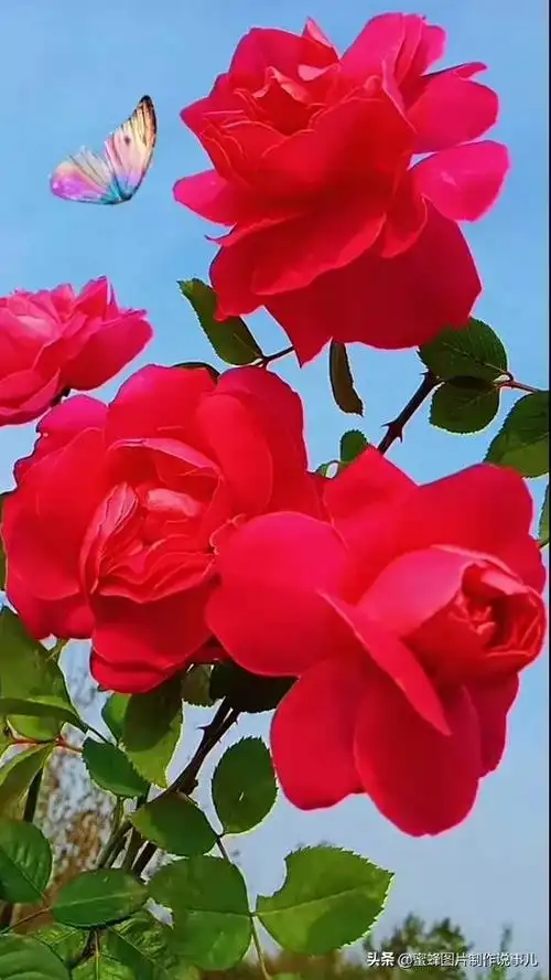 静享这春暖花开,百花争艳的美好时光