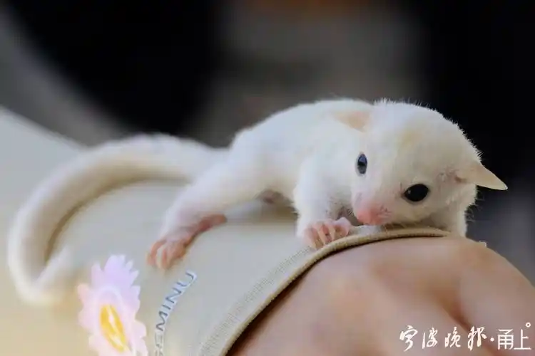 刚在宁波安家不久的蜜袋鼯,有个别名叫"飞鼠"