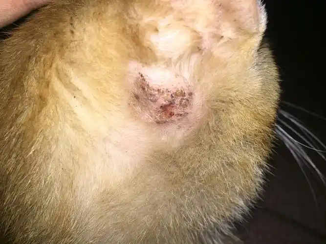 学校里的一只猫,耳朵后面的毛都掉了,好像还长了癣或是痂一样的东西