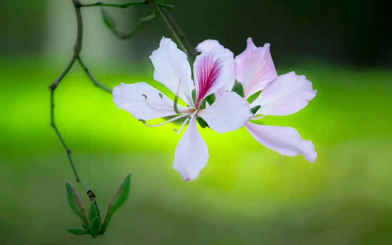 绿色护眼花卉植物图片桌面壁纸
