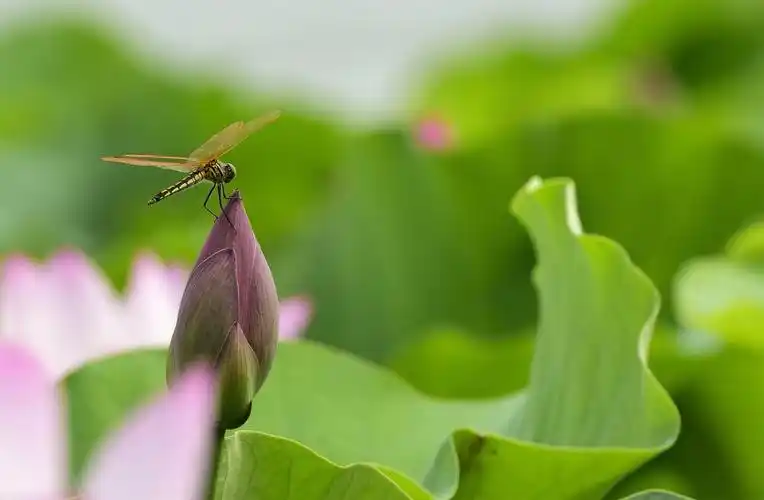 蜻蜓在天空中自由飞翔,它落在莲蓬,荷花上更加充满生机.