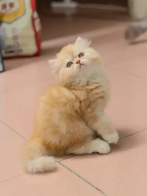 加菲英短混血  #加菲猫