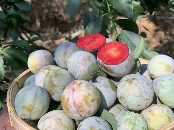 味帝李子新品种李子树苗