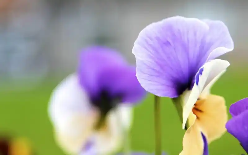 小清新碎花壁纸热度 (98)红色玫瑰花壁纸热度 (48)白色雏菊花,蝴蝶