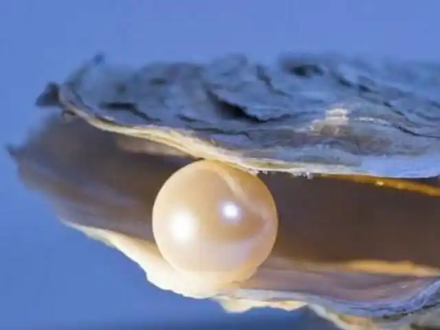 你见过开珍珠蚌吗珍珠是怎么得到的