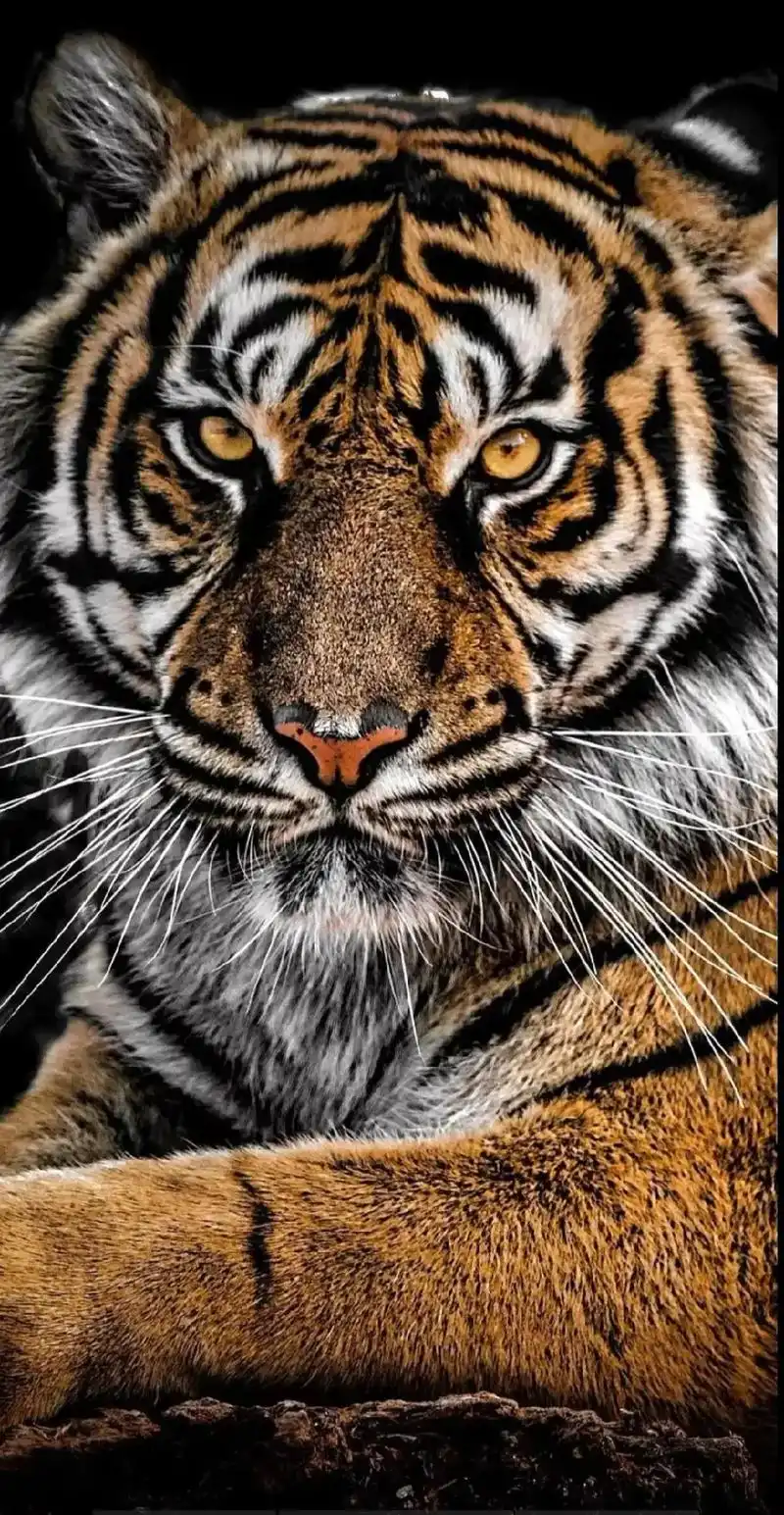 送你一张霸气十足的老虎壁纸,高清取图: 抖音搜索  #云朵壁 - 抖音