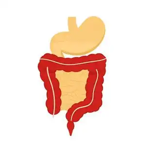 人类消化系统的例证.消化道, 胃隔绝在白色背景在平的样式.向量照片