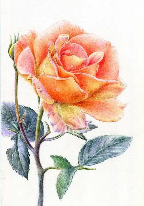 彩铅 花卉 |纯艺术|绘画|珞樱ly - 原创作品 - 站酷 (zcool)