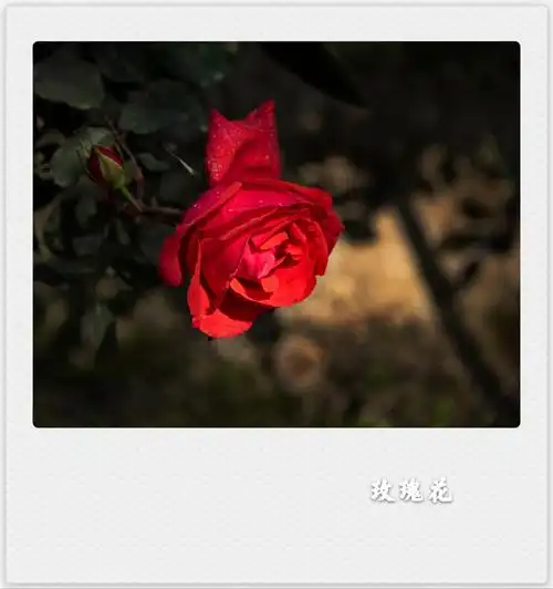 东张西望【美摄视界】:风雨彩虹铿锵玫瑰(首发) - vv