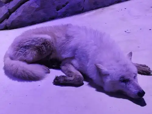 还可以看到正在换毛的北极狼,前段雪白是已经换好的新毛,后段暗色是