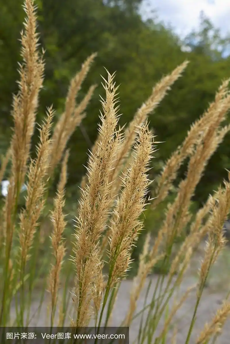 草丛,清新,环境,针茅,草类