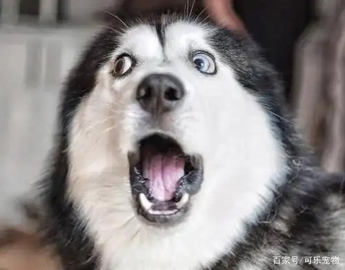 哈士奇冷峻的外表下,还隐藏着这么搞笑的内心,真不愧是"沙雕"