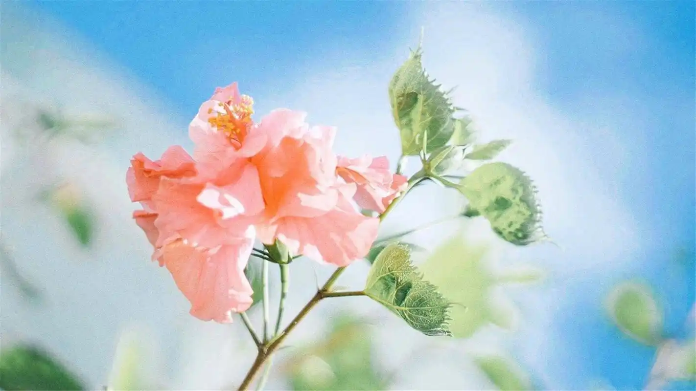 治愈系清新唯美风景自然桌面壁纸-风景壁纸 - 壁纸家