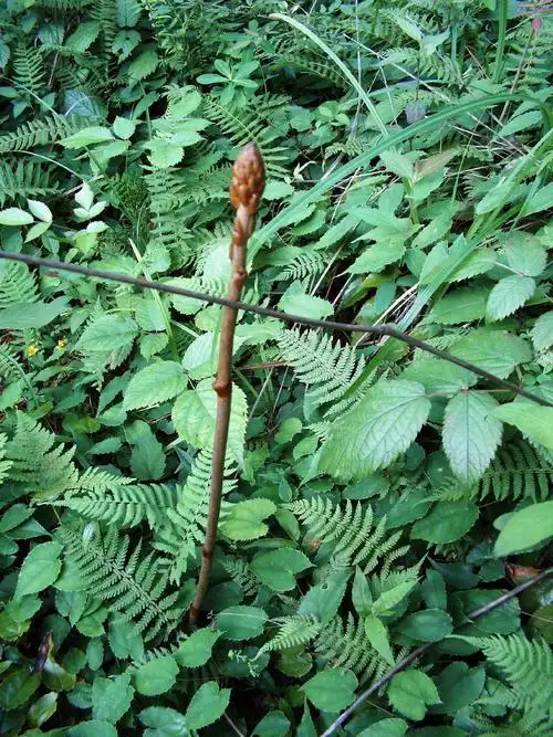 云南大深山林野生天麻