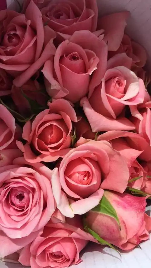 南粤floever鲜花量贩(微信公众号认证)面向批量鲜花订购群体,提供优质