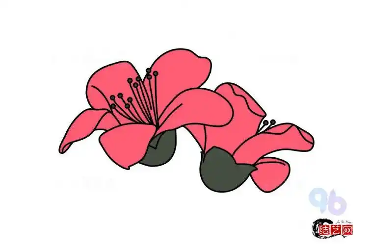 木棉花简笔画教程步骤手绘彩色可涂色的木棉详细方法