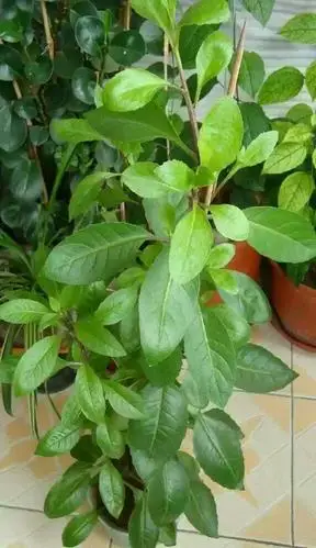 这是什么植物啊?要详细的