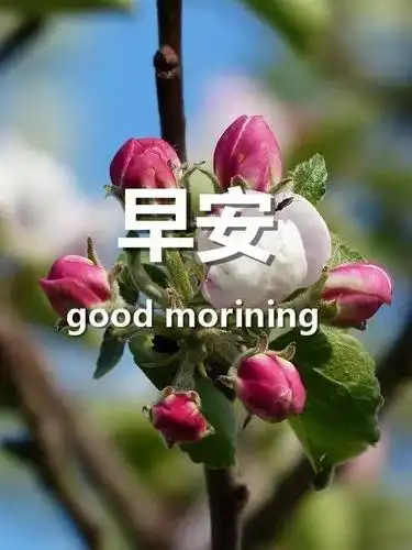 早安问候语大全