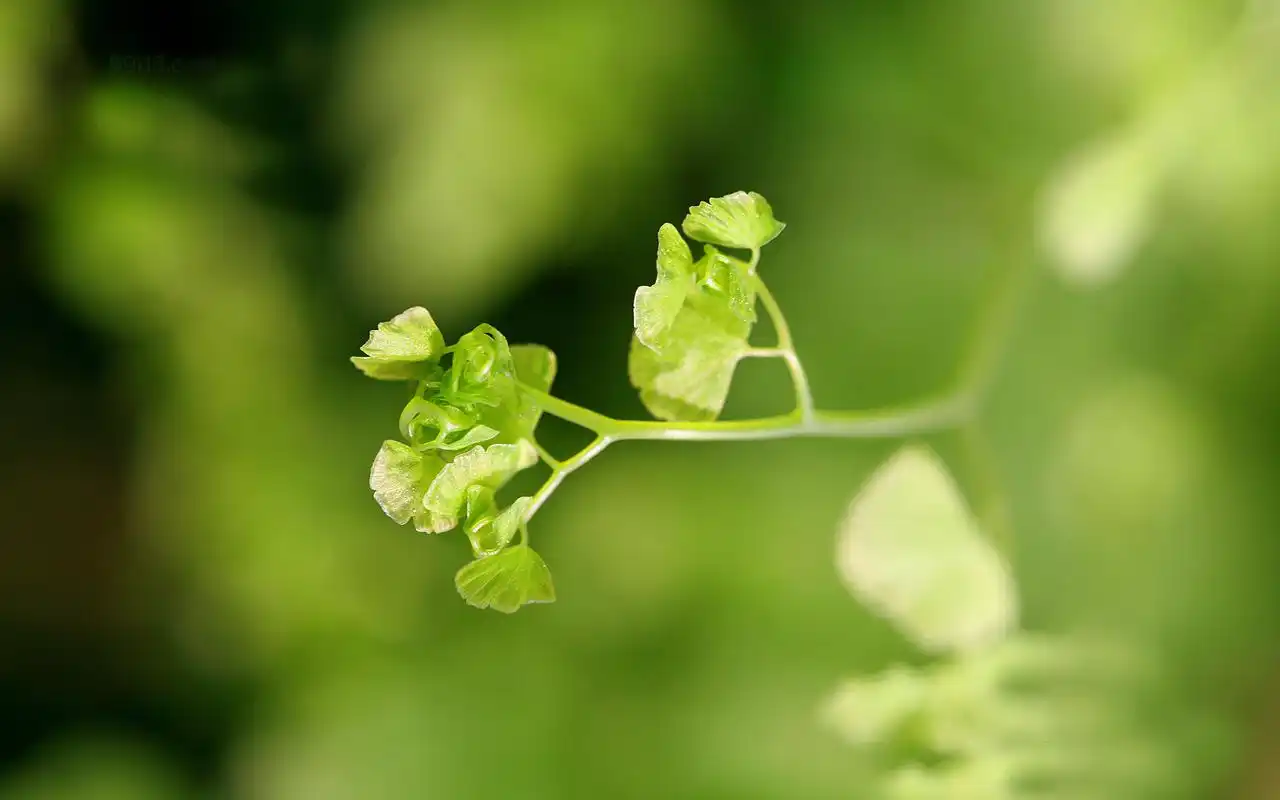 铁线蕨绿色高清大图_绿色护眼植物_风景壁纸