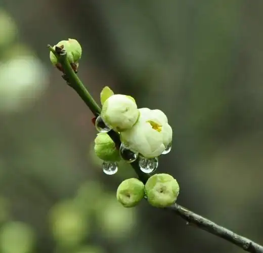 春天,赴一场梅花之约