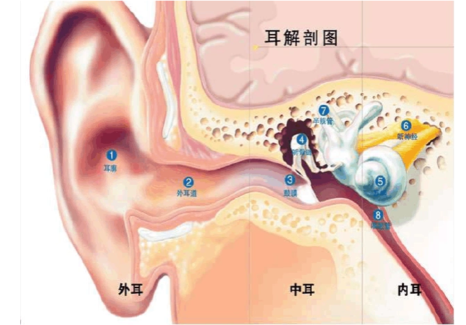 免费文档 所有分类 耳朵结构
