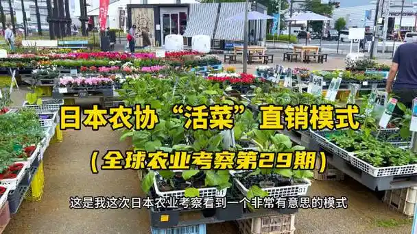 【日本农协"活菜"直销模式】农民将培养成长一半的蔬菜,整株一起卖!