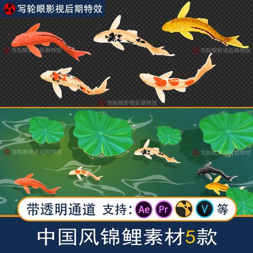 中国风锦鲤视频素材水墨风观赏鱼红鲤花鲤金鲤mg动画mov全息投影