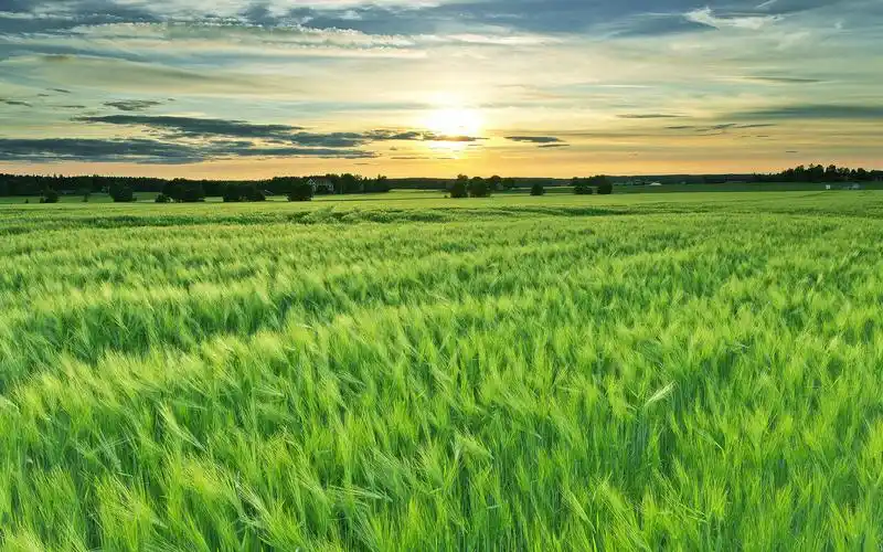 护眼绿色麦田风光无边无垠的绿色小麦风景高清电脑桌面壁纸高清大图