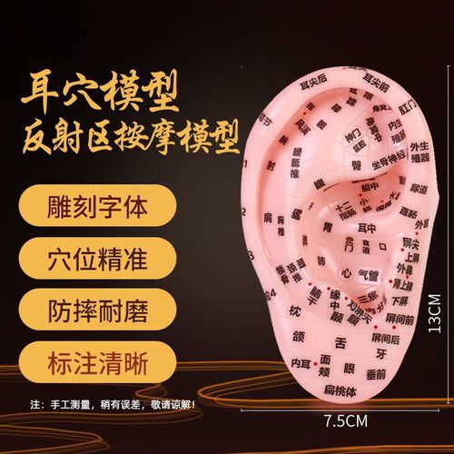 17厘米耳穴模型反射区清晰刻字耳穴耳部针灸模型耳朵耳廓按摩理疗