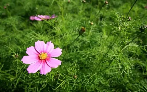 4月21日星座运势:如虎添翼,得偿所愿的四大星座