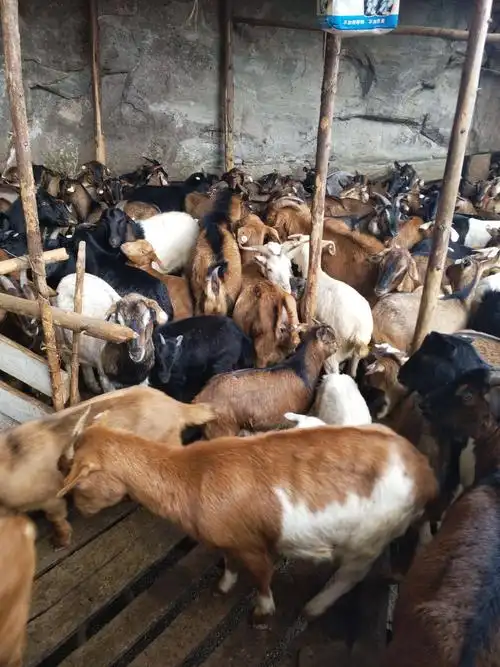 散养山羊,种母羊,本地山羊和波杂都有