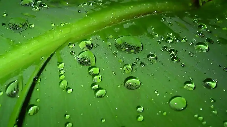 清新的叶子保护视力桌面壁纸