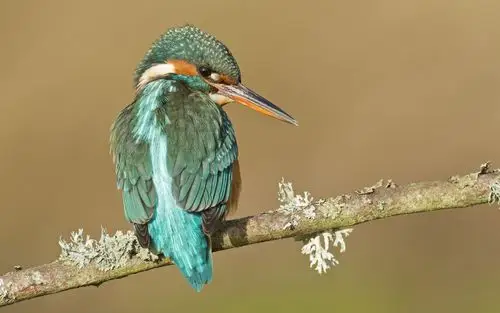 青鸟(翠鸟)动物近距离摄影高清壁纸