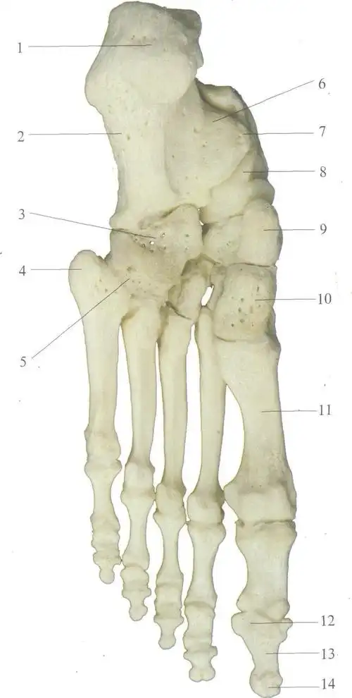 (图) 足骨(跖面观)