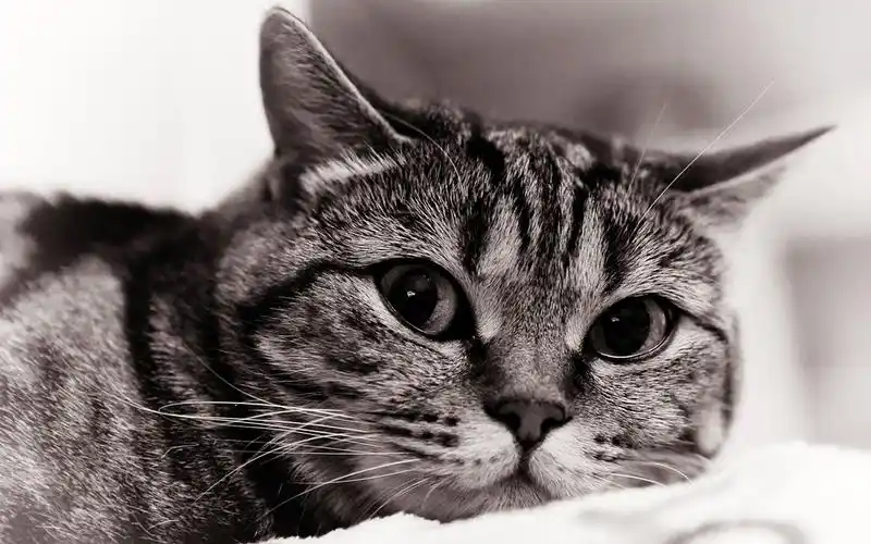 黑白猫咪萌宠可爱图片桌面壁纸