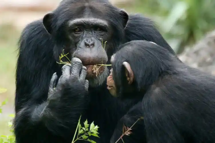 最核心的区域为东非大裂谷一带,虽然具体哪一类猿才是人类的祖先还没