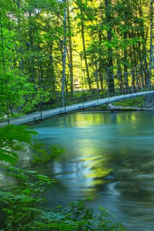 河,林,桥,夏天,自然风光