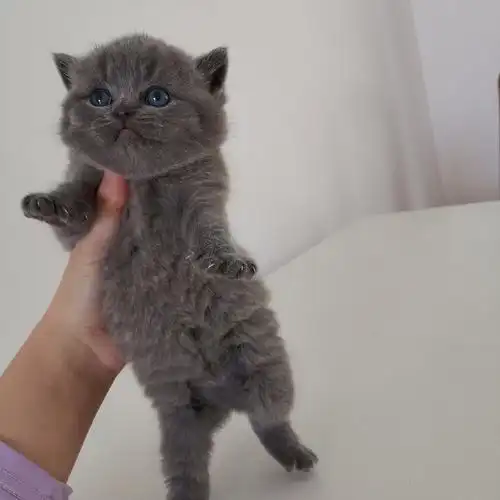 沐米猫舍 104英短纯蓝-性别:公(颜色深)蓝猫