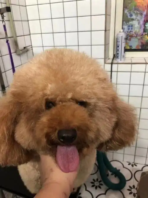 寻狗启示#成都#特征:泰迪  八岁  母犬,刚洁完牙 牙齿超级白 前面牙齿