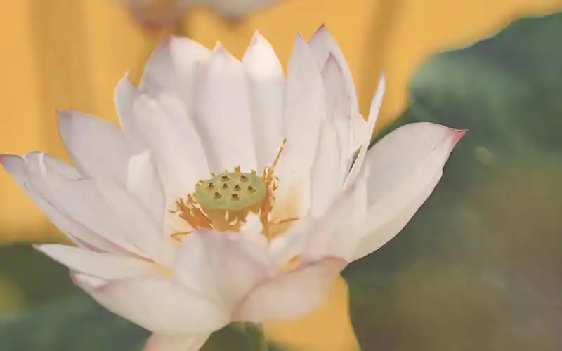 唯美荷塘荷花高清桌面壁纸