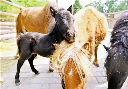 本报讯 (记者刘超)天津动物园"三洽园"里,一对迷你马"夫妻"在儿童节前