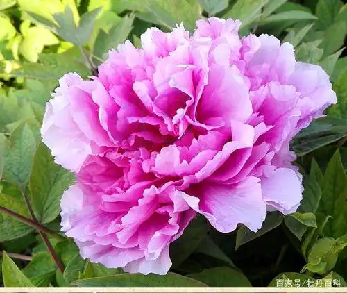 适合南方地区的牡丹品种,耐湿热又好养的"太平红",值得拥有!