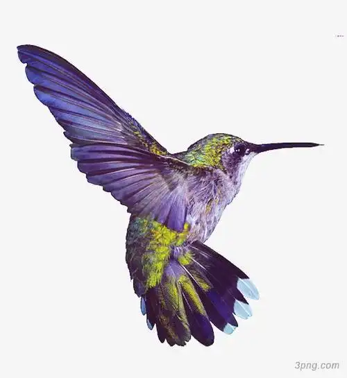 飞翔的小鸟png素材透明免抠图片-动植人物