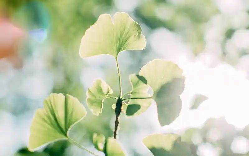 清新唯美静物图片桌面壁纸~~为你的桌面换上一张干净清新简约的壁纸吧