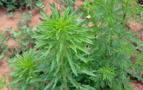 农村常见一种野草,嫩时喂猪牛,老了当柴烧,如今10元一斤!_飞蓬