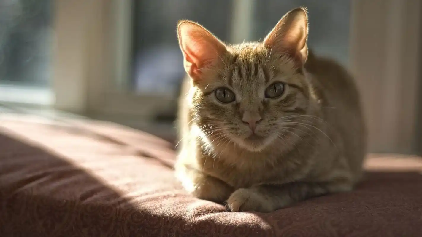 呆萌可爱萌宠猫咪图片桌面壁纸